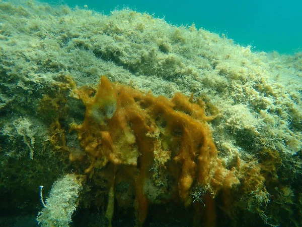 シアノバクテリアの塊 以前は青緑藻 シアノフィタ エーゲ海 ギリシャ ハルキディキと呼ばれていた — ストック写真