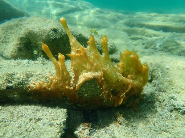 Плямка Cyanobacteria Раніше Називалася Блакитно Зеленими Водоростями Cyanophyta Під Морем — стокове фото