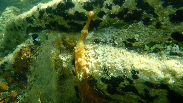 Klumpen Von Cyanobakterien Früher Blaualgen Cyanophyta Genannt Unterwasser Ägäis Griechenland — Stockfoto