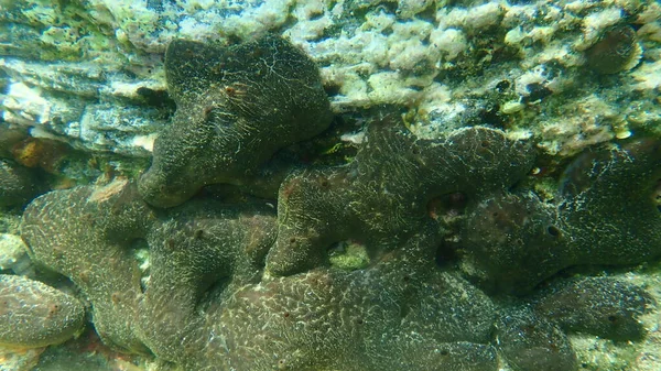 Njursvamp Chondrosia Reniformis Vatten Egeiska Havet Grekland Halkidiki — Stockfoto