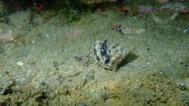 Deniz salyangozu trunculus murex veya bant murex, bagaj murex, bantlı boya-murex (Hexaplex trunculus) deniz altı, Ege Denizi, Yunanistan, Halkidiki