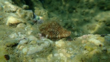 Deniz salyangozu trunculus murex veya bant murex, bagaj murex, bantlı boya-murex (Hexaplex trunculus) deniz altı, Ege Denizi, Yunanistan, Halkidiki