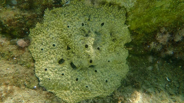 Karpfenschwamm Ircinia Variabilis Unter Wasser Ägäis Griechenland Chalkidiki — Stockfoto
