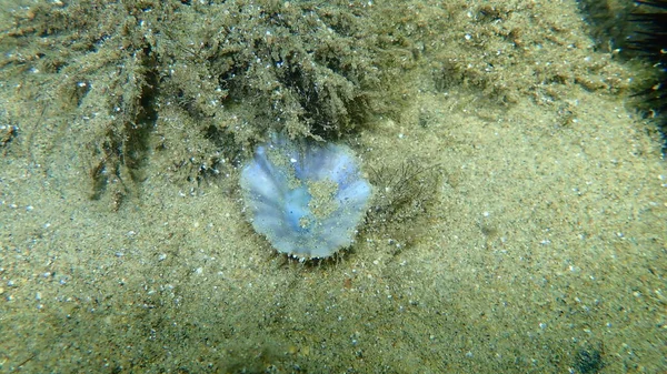 Seashell Mediterranean Limpet Rayed Mediterranean Limpet Patella Caerulea Sea Bottom — Stock Photo, Image