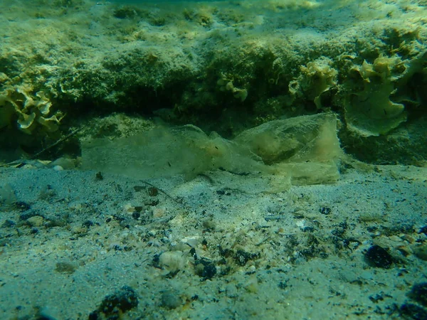Basura Plástica Bajo Agua Mar Egeo Grecia Halkidiki Contaminación Marina — Foto de Stock