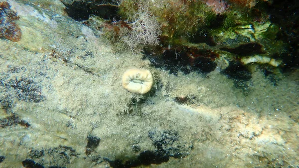 Coral Escarlate Coral Dente Porco Coral Estrelado Europeu Balanophyllia Balanophyllia — Fotografia de Stock