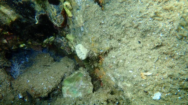 Skarlát Korall Vagy Disznófog Korall Európai Csillagkorall Balanophylllia Balanophylllia Europaea — Stock Fotó