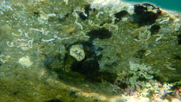 Coral Escarlate Coral Dente Porco Coral Estrelado Europeu Balanophyllia Balanophyllia — Fotografia de Stock