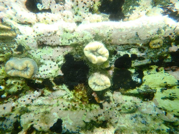 緋色のサンゴまたは豚歯のサンゴ ヨーロッパの星のサンゴ Balanophyllia Balanophyllia Europeea エーゲ海 ギリシャ Halkidiki — ストック写真