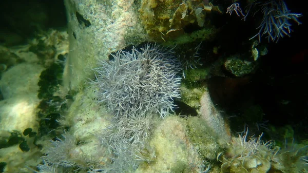 Red Algae Amphiroa Rigida Undersea Aegean Sea Greece Halkidiki — 图库照片