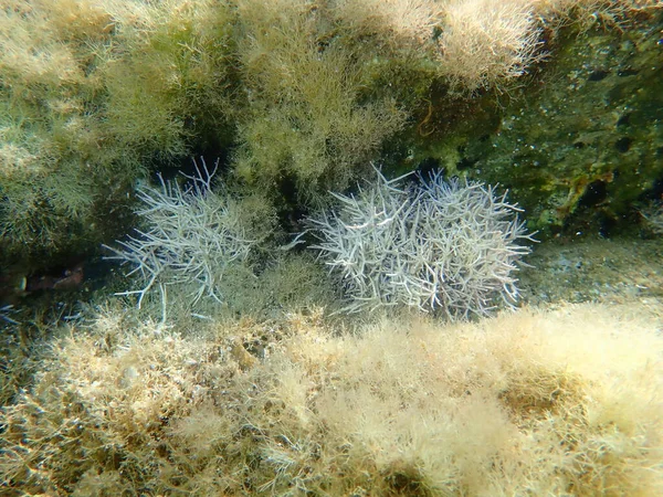 Algues Rouges Amphiroa Rigida Sous Marin Mer Égée Grèce Halkidiki — Photo