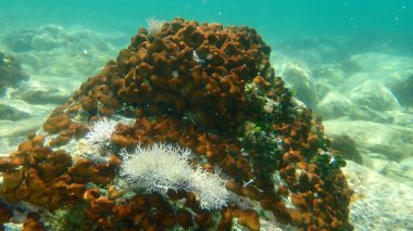 Hicken ciğer süngeri veya Karayip Tavuk-ciğer süngeri (Chondrilla nucula) ve Kızıl algler Amphiroa rigida deniz altı, Ege Denizi, Yunanistan, Halkidiki