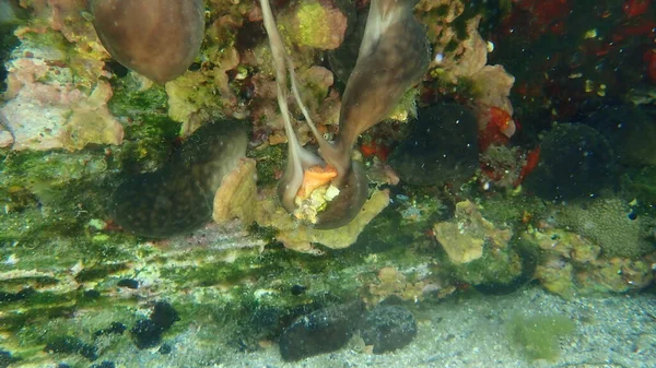 Gąbka Nerkowa Chondrosia Reniformis Mamillata Bryozoa Schizomavella Schizomavella Morze Egejskie — Zdjęcie stockowe