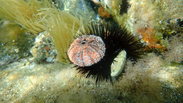 Test Shell Black Sea Urchin Arbacia Lixula Undersea Aegean Sea - Stock-foto