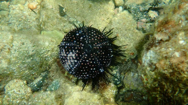 Test Shell Black Sea Urchin Arbacia Lixula Undersea Aegean Sea - Stock-foto