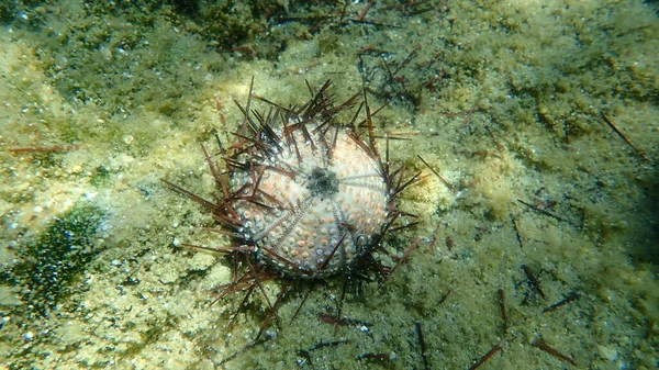 Test Shell Black Sea Urchin Arbacia Lixula Undersea Aegean Sea — Stockfoto