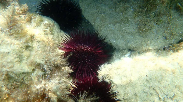 紅ウニ 黒ウニまたは黒ウニ Paracentrotus Lividus エーゲ海 ギリシャ ハルキディキ — ストック写真