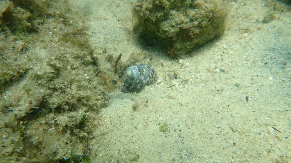 Mořský Šnek Turbinate Monodont Phorcus Turbinatus Pod Mořem Egejské Moře — Stock fotografie