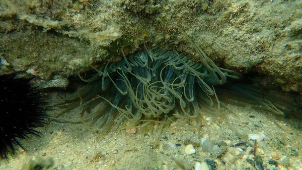 Anemone Tromba Anemone Roccia Anemone Vetro Aiptasia Mutabilis Sottomarino Mar — Foto Stock