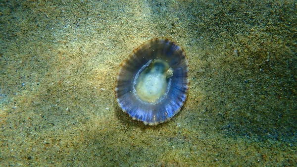 Sea Snail Tritia Neritea Eating Remains Mediterranean Limpet Patella Caerulea — Stock Photo, Image