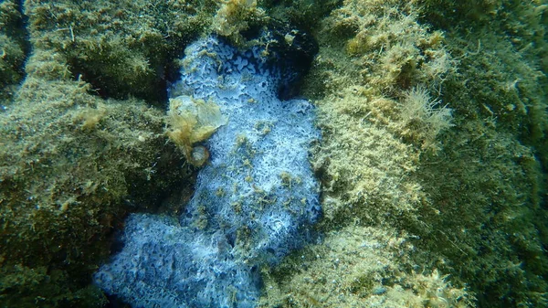 Esponja Couro Preto Decomposição Sarcotragus Spinosulus Submarina Mar Egeu Grécia — Fotografia de Stock