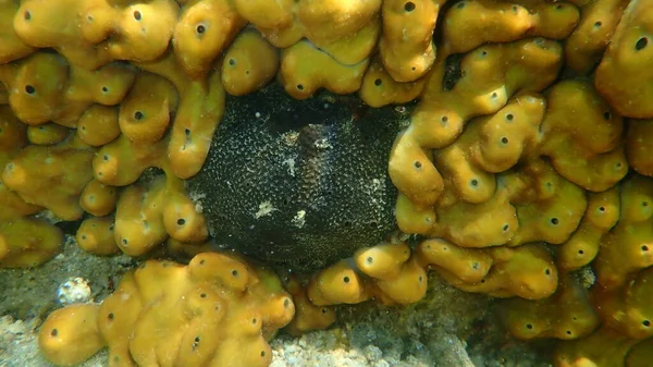 黒革スポンジ サルコトラウス スピノスルス エーゲ海 ギリシャ ハルキディキ — ストック写真