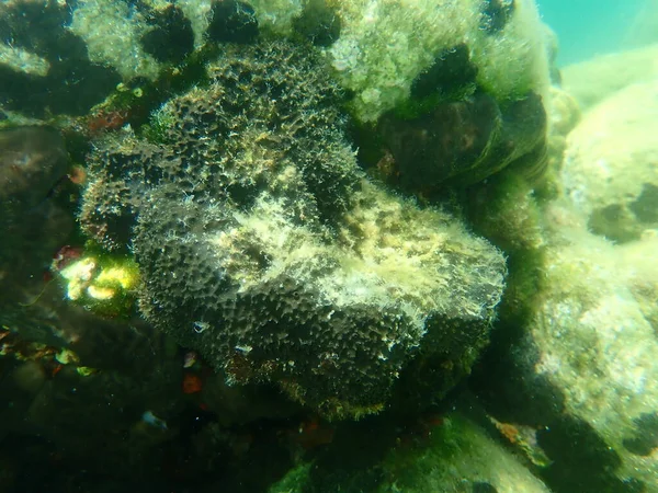 Esponja Cuero Negro Sarcotragus Spinosulus Bajo Mar Mar Egeo Grecia — Foto de Stock