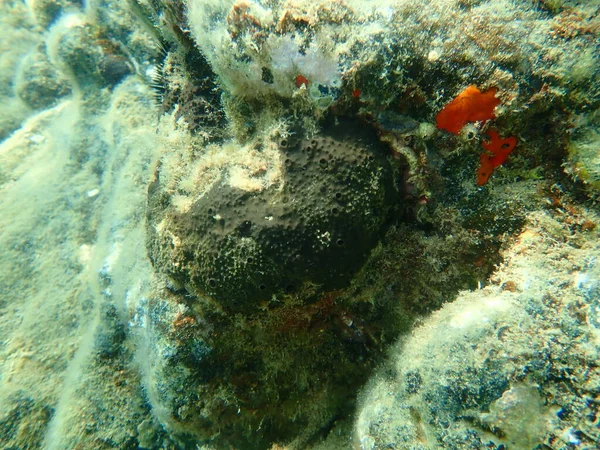 Esponja Cuero Negro Sarcotragus Spinosulus Bajo Mar Mar Egeo Grecia — Foto de Stock