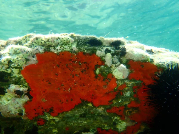 Esponja Incrustante Vermelha Esponja Incrustante Vermelho Alaranjada Crambe Crambe Submarina — Fotografia de Stock