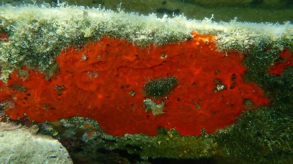 紅色のエングレービングスポンジまたはオレンジ赤のエングレービングスポンジ クラムビーム エーゲ海 ギリシャ ハルキディキ — ストック写真