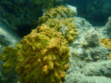 Hicken ciğer süngeri veya Karayip Tavuk-ciğer süngeri (Chondrilla nucula) deniz altı, Ege Denizi, Yunanistan, Halkidiki