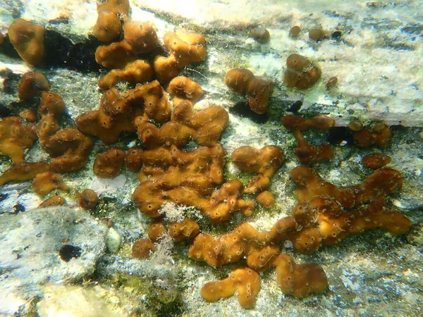 鶏の肝臓のスポンジまたはカリブ海鶏の肝臓のスポンジ チョンドリラヌクーラ エーゲ海 ギリシャ Halkidiki — ストック写真