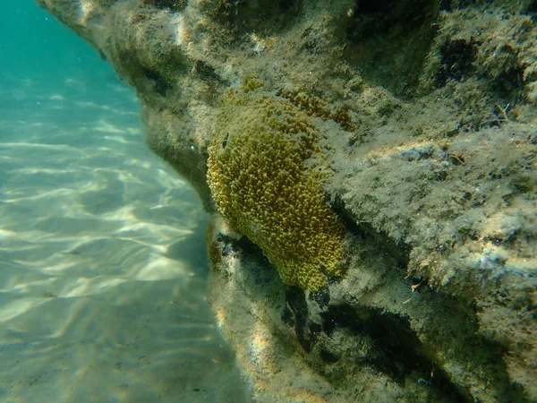 Esponja Fedorenta Sarcotragus Fasciculatus Submarina Mar Egeu Grécia Halkidiki — Fotografia de Stock