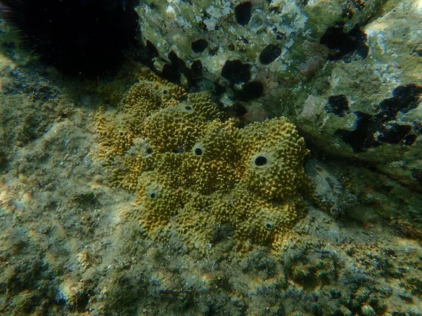 Stinker Sponge Sarcotragus Fasciculatus Undersea Aegean Sea Greece Halkidiki — Stock Photo, Image