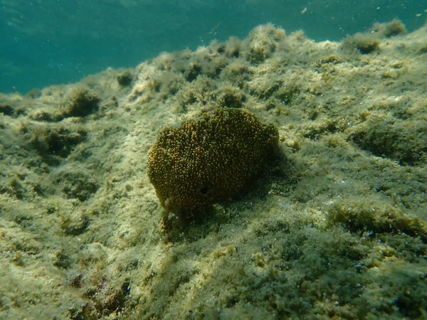 Gąbka Cuchnąca Sarcotragus Fasciculatus Podmorska Morze Egejskie Grecja Halkidiki — Zdjęcie stockowe