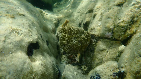 Undervattenssvamp Sarcotragus Fasciculatus Egeiska Havet Grekland Halkidiki — Stockfoto