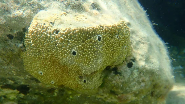 Spugna Puzzolente Sarcotragus Fasciculatus Sottomarina Mar Egeo Grecia Calcidica — Foto Stock