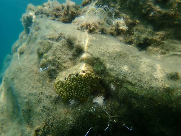 Губка Вонючая Sarcotragus Fasciculatus Водой Эгейское Море Греция Халкидики — стоковое фото