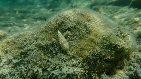 Θαλάσσιο Σαλιγκάρι Κοινή Κερίθ Ευρωπαϊκή Κερίθ Cerithium Vulgatum Υποθαλάσσια Αιγαίο — Φωτογραφία Αρχείου