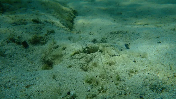 Escargot Mer Cerith Commun Cerith Européen Cerithium Vulgatum Sous Marin — Photo