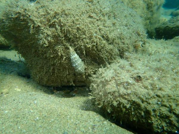 Caracol Marinho Cerith Comum Cerith Europeu Cerithium Vulgatum Submarino Mar — Fotografia de Stock