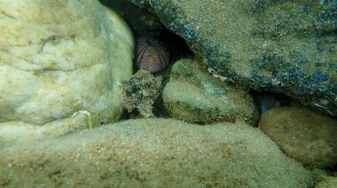 Deniz salyangozu trunculus murex veya bant murex, bagaj murex, bantlı boya-murex (Hexaplex trunculus) deniz altı, Ege Denizi, Yunanistan, Halkidiki