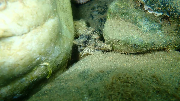 Deniz Salyangozu Trunculus Murex Veya Bant Murex Bagaj Murex Bantlı — Stok fotoğraf
