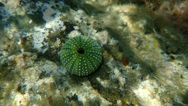 Test (shell) of Purple sea urchin, Rock sea urchin or Stony sea urchin (Paracentrotus lividus) undersea, Aegean Sea, Greece, Halkidiki