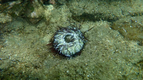 紅ウニ 黒ウニ 黒ウニ Paracentrotus Lividus の試験 エーゲ海 ギリシャ ハルキディキ — ストック写真