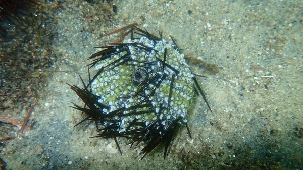 Prova Shell Riccio Mare Viola Riccio Mare Roccia Riccio Mare — Foto Stock