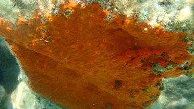 Kırmızı kabuklu sünger veya portakal kırmızısı kaplama süngeri (Crambe crambe crambe) deniz altı, Ege Denizi, Yunanistan, Halkidiki