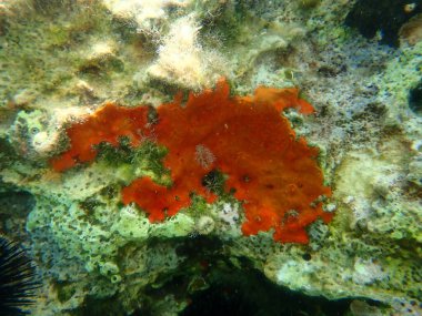 Kırmızı kabuklu sünger veya portakal kırmızısı kaplama süngeri (Crambe crambe crambe) deniz altı, Ege Denizi, Yunanistan, Halkidiki