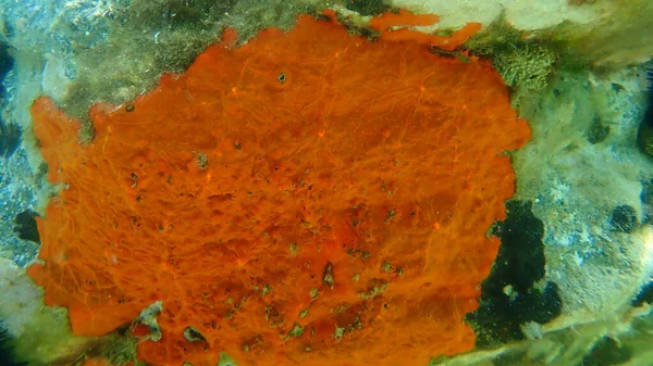 Esponja Incrustante Roja Esponja Incrustante Color Rojo Anaranjado Crambe Crambe — Foto de Stock