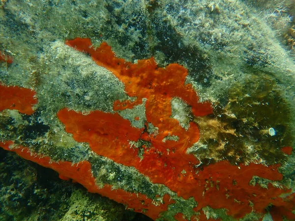 Red Encrusting Sponge Orange Red Encrusting Sponge Crambe Crambe Undersea — Stock Photo, Image